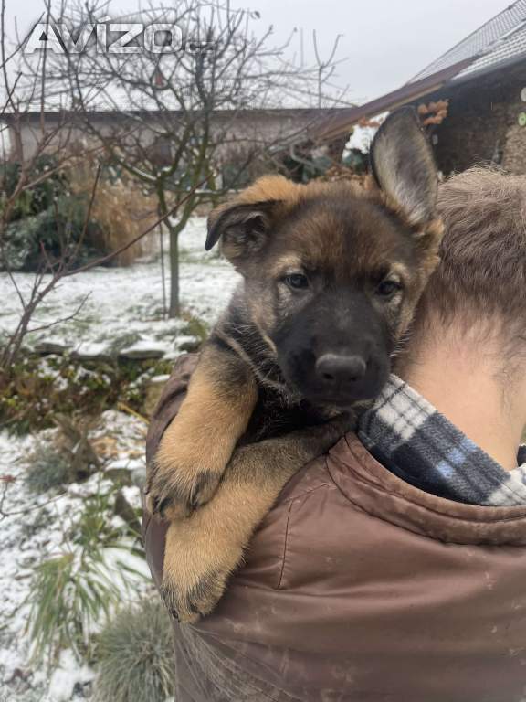 Foto inzerátu Německý ovčák s PP