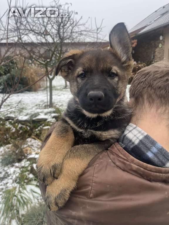 Foto inzerátu Německý ovčák s PP