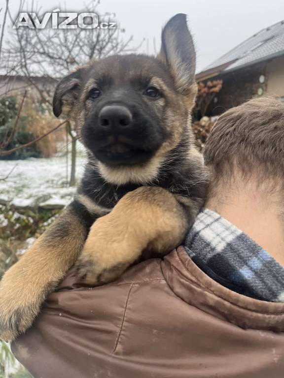 Foto inzerátu Německý ovčák s PP