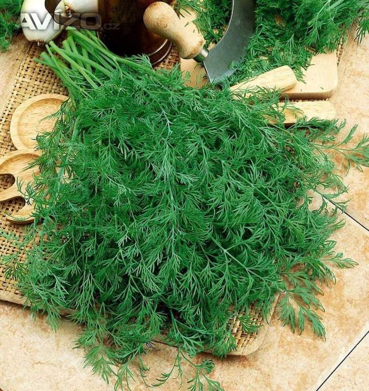 Kopr vonný Kronos - semena