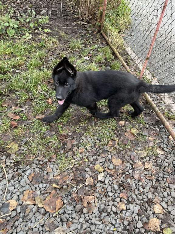 Foto inzerátu Německý ovčák - štěňata