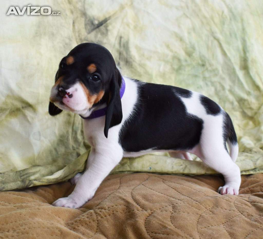 Foto inzerátu Prodáme štěňata bernského honiče