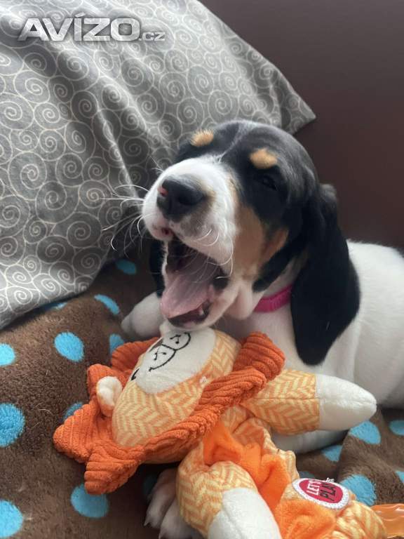 Foto inzerátu Prodáme štěňata bernského honiče