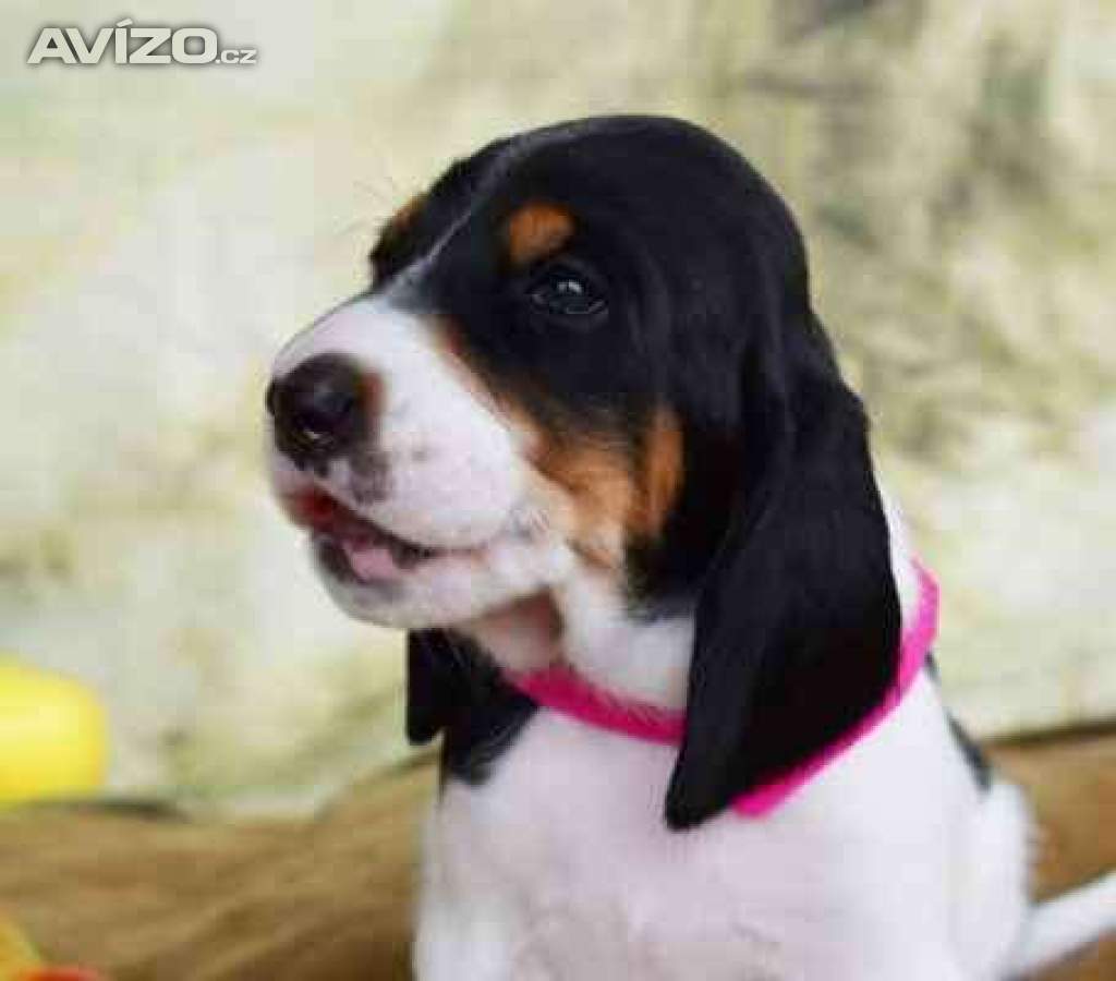 Foto inzerátu Prodáme štěňata bernského honiče