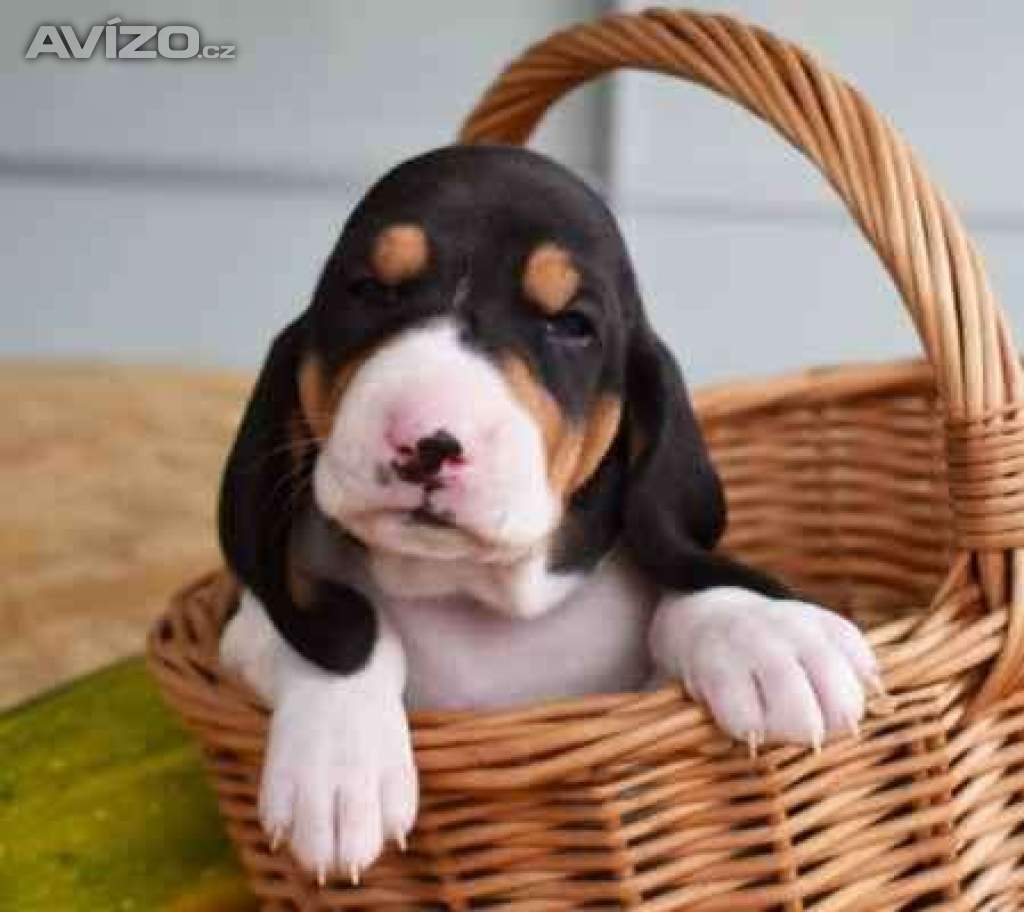 Foto inzerátu Prodáme štěňata bernského honiče