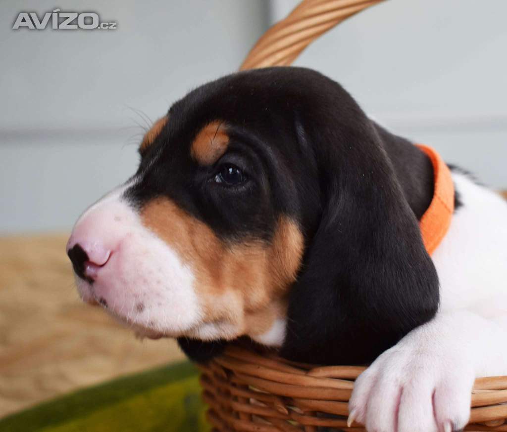 Foto inzerátu Prodáme štěňata bernského honiče