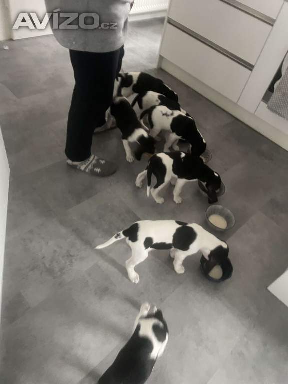 Foto inzerátu Prodáme štěňata bernského honiče