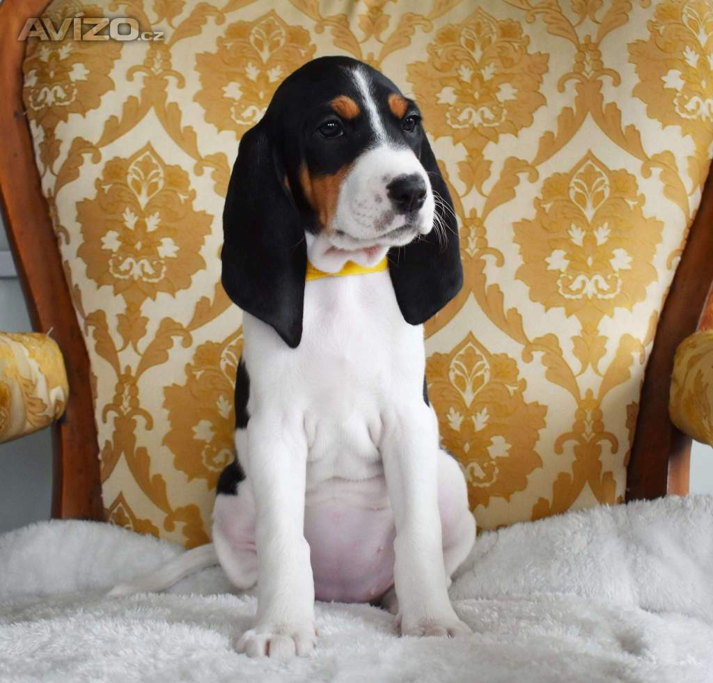 Foto inzerátu Prodáme štěňata bernského honiče