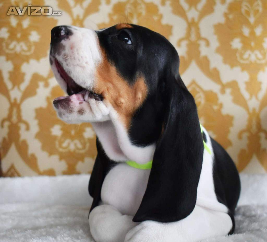 Foto inzerátu Prodáme štěňata bernského honiče