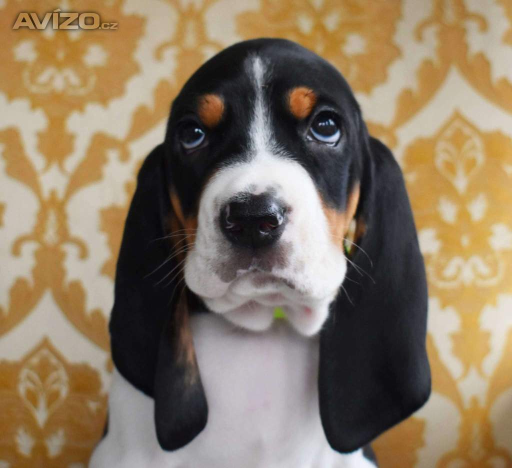 Foto inzerátu Prodáme štěňata bernského honiče