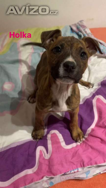 Prodej štěňat Staforda