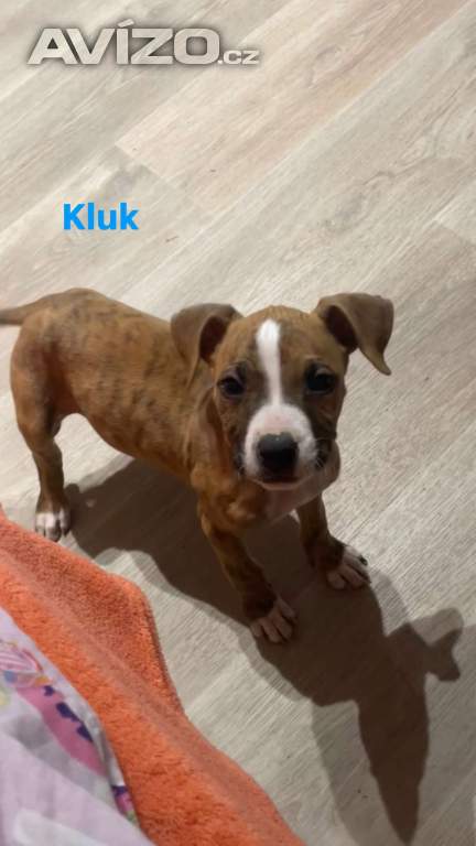 Foto inzerátu Prodej štěňat Staforda