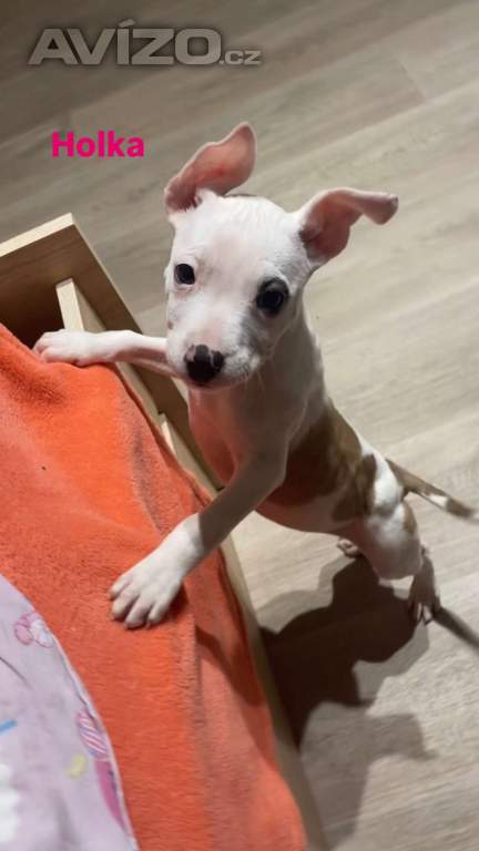 Foto inzerátu Prodej štěňat Staforda