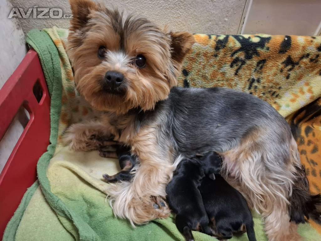 Štěně Yorkširského teriera mini BP
