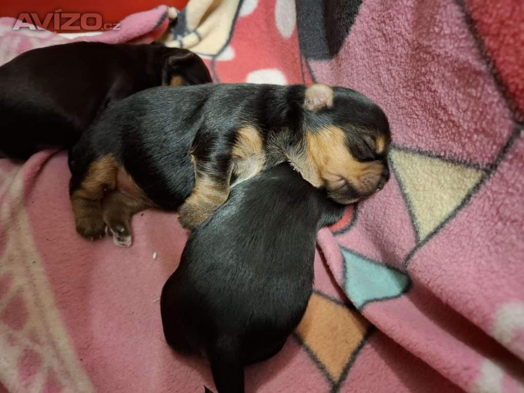 Foto inzerátu Štěně Yorkširského teriera mini BP