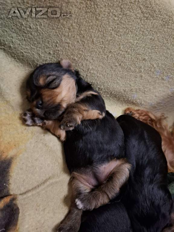 Foto inzerátu Štěně Yorkširského teriera mini BP