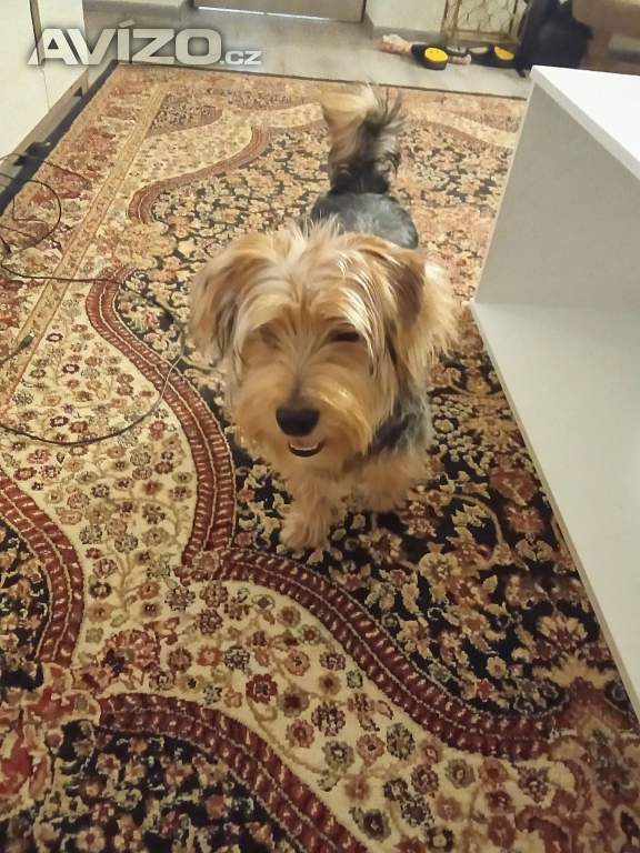 Foto inzerátu Pejsek