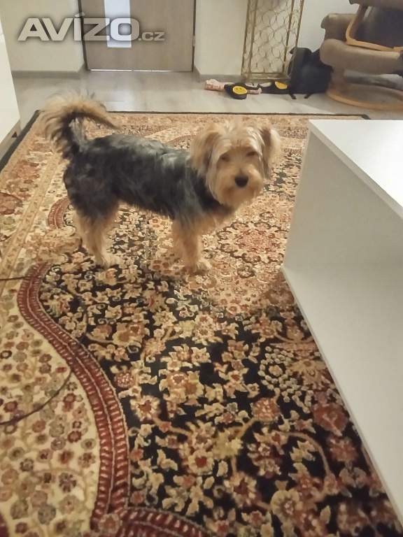 Foto inzerátu Pejsek