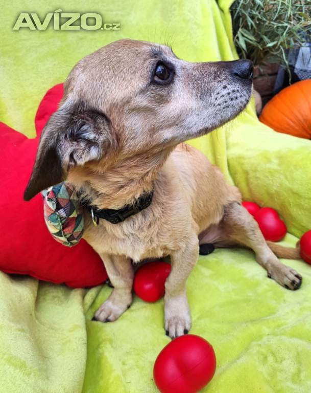 Foto inzerátu TONÍČEK - 6 kg, kastrovaný psík 12 let 