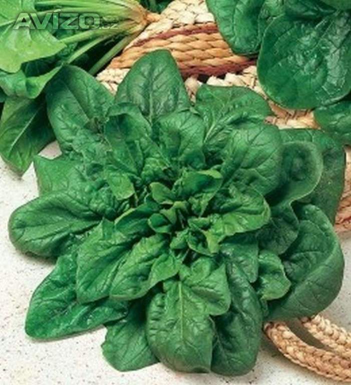 Špenát Matador - semena