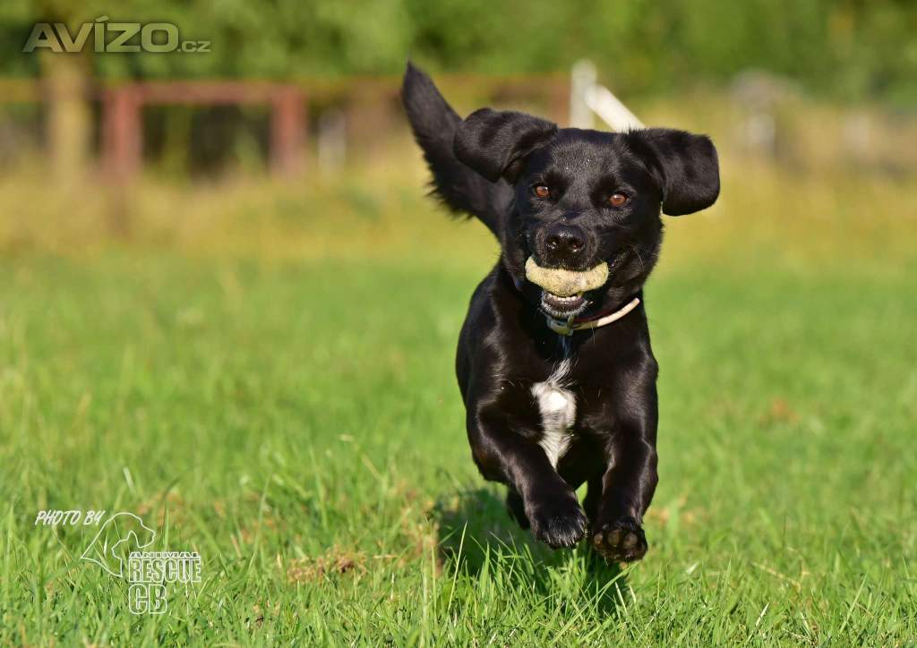 Darujeme opuštěného Dastyho