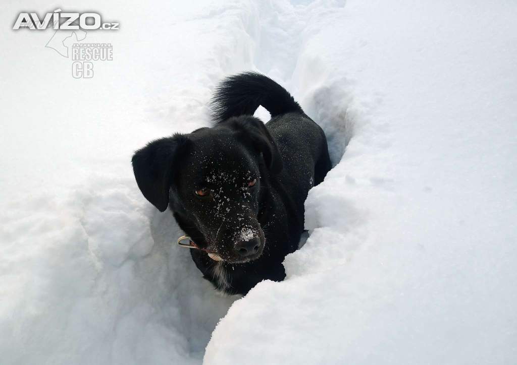 Foto inzerátu Darujeme opuštěného Dastyho