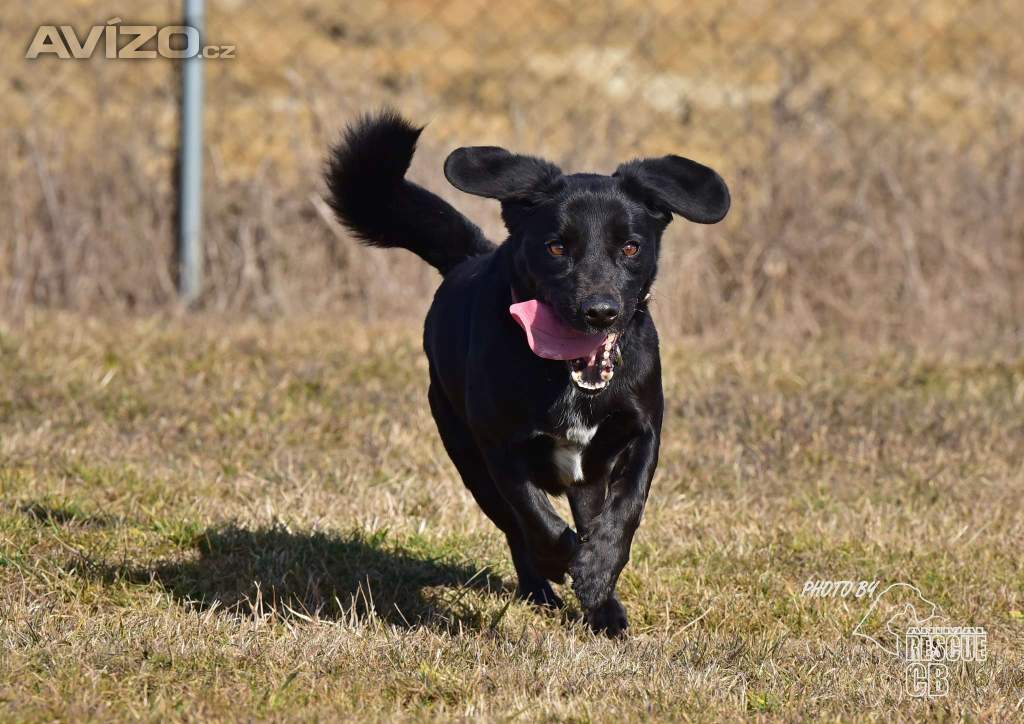 Foto inzerátu Darujeme opuštěného Dastyho