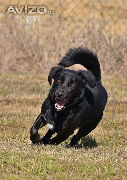Foto inzerátu Darujeme opuštěného Dastyho