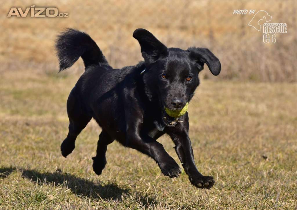 Foto inzerátu Darujeme opuštěného Dastyho