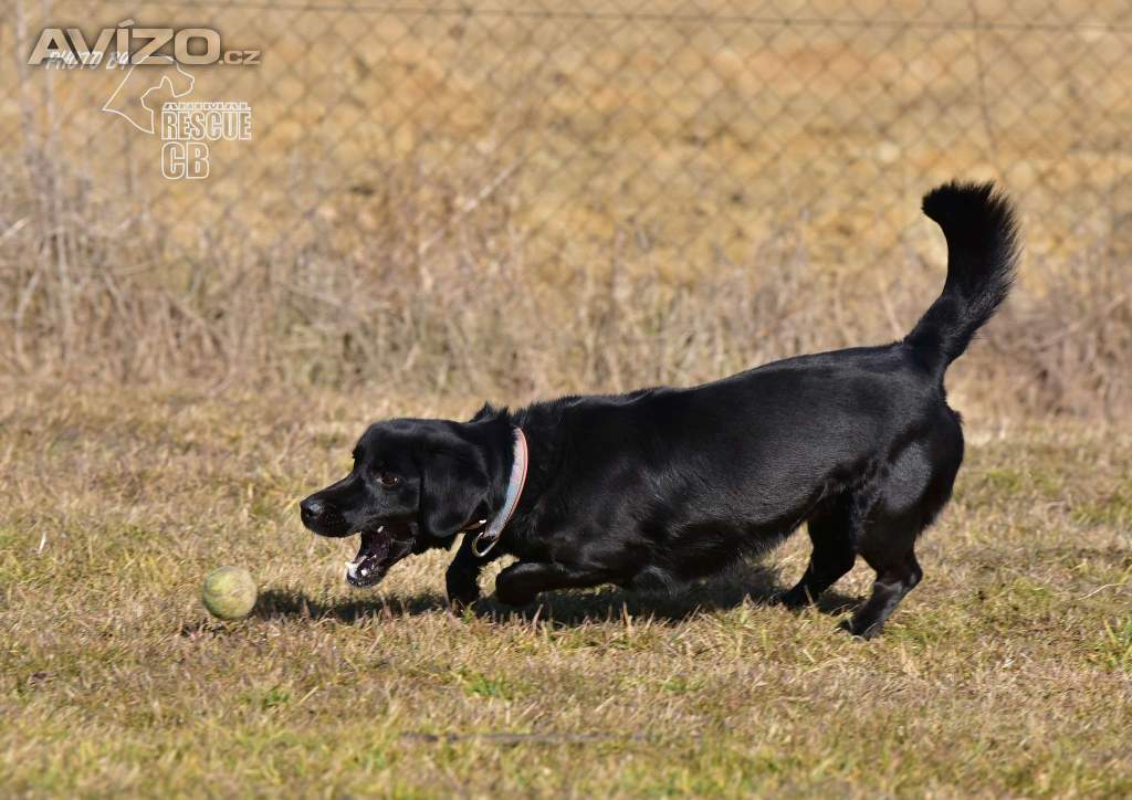 Foto inzerátu Darujeme opuštěného Dastyho