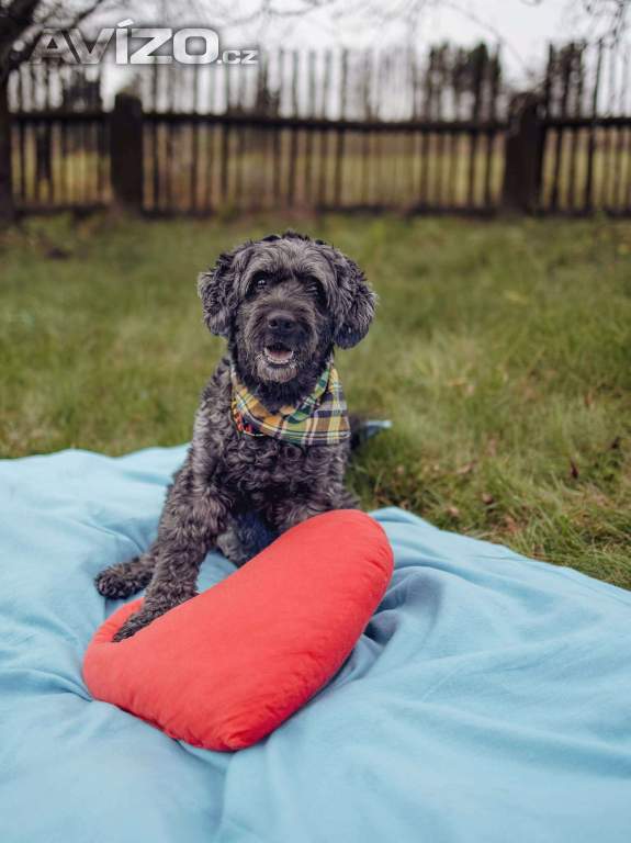 Foto inzerátu FILÍPEK - 15 kg, kastrovaný psík 12 let 