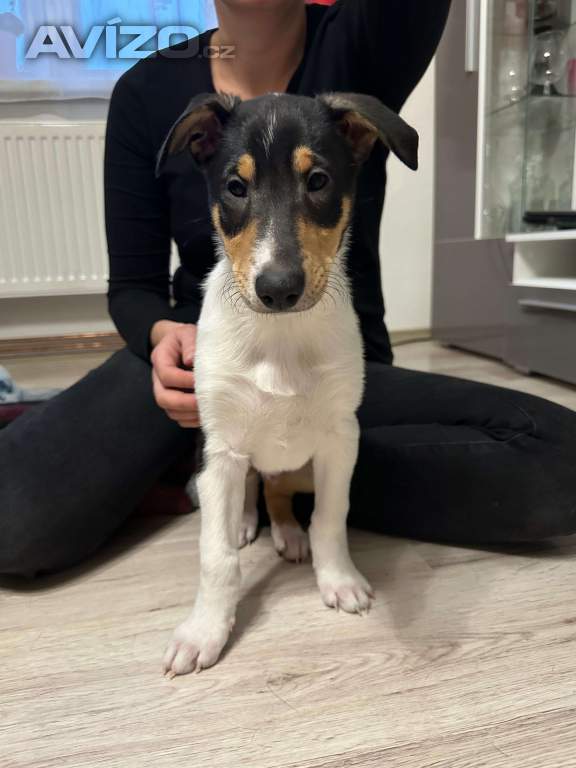 Foto inzerátu Krátkosrstá kolie s PP - pejsek - smooth collie
