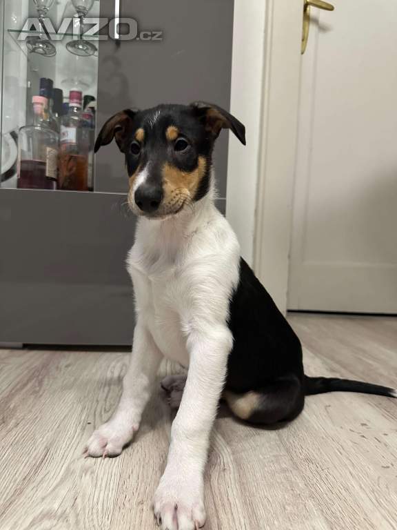 Foto inzerátu Krátkosrstá kolie s PP - pejsek - smooth collie