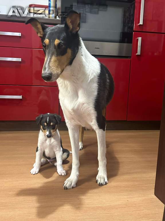 Foto inzerátu Krátkosrstá kolie s PP - pejsek - smooth collie