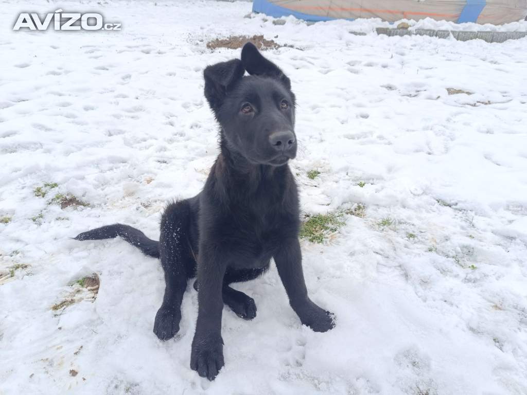 Foto inzerátu Fenka štěně německého ovčáka bez PP