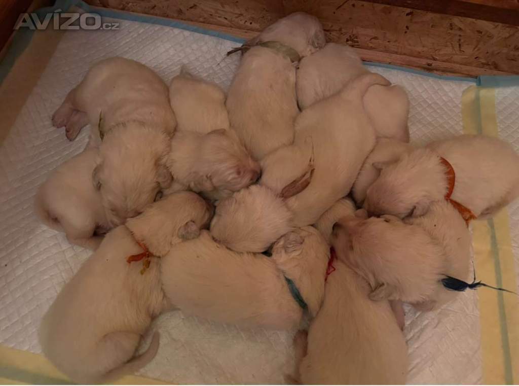 Slovenský čuvač - štěňátka s PP