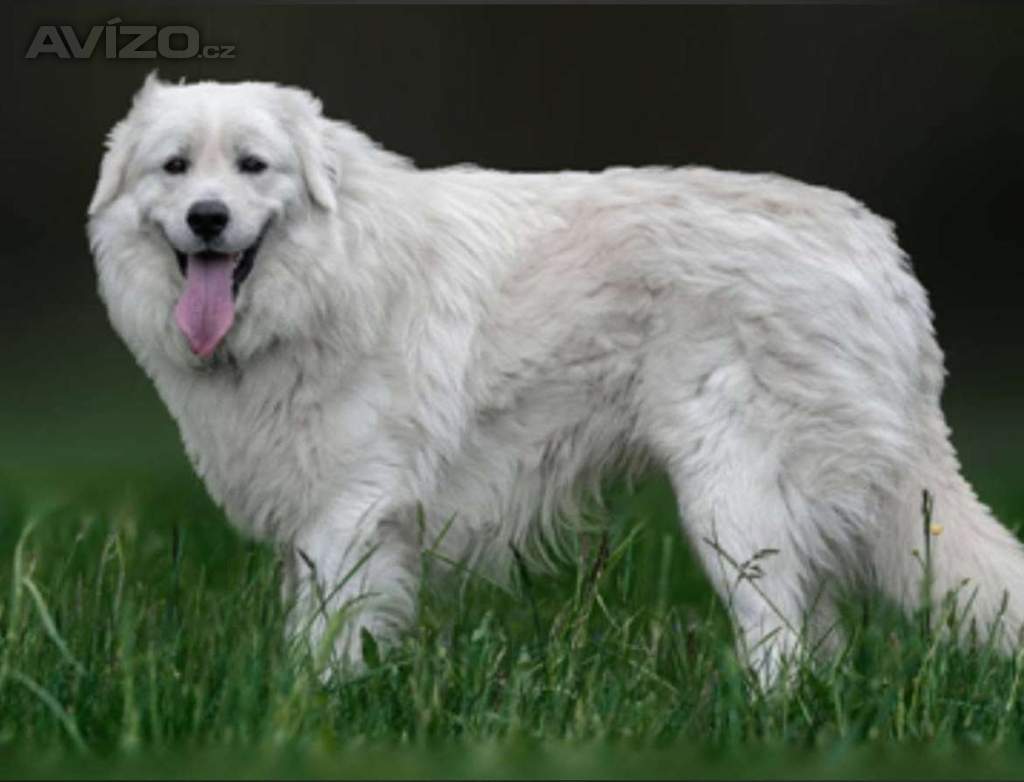 Foto inzerátu Slovenský čuvač - štěňátka s PP