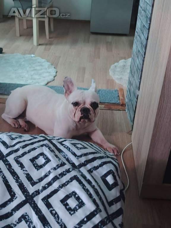 Foto inzerátu Fena Francouzkeho buldočka