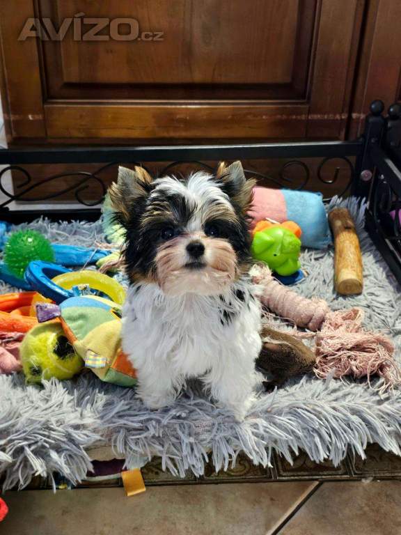 Foto inzerátu biewer jorkšírský terier