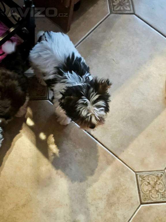Foto inzerátu biewer jorkšírský terier