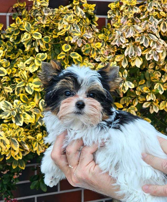 Foto inzerátu biewer jorkšírský terier