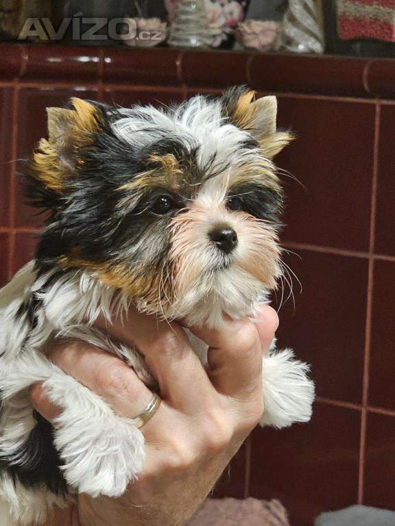 Foto inzerátu biewer jorkšírský terier