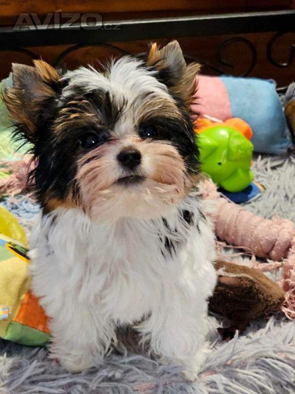 Foto inzerátu biewer jorkšírský terier