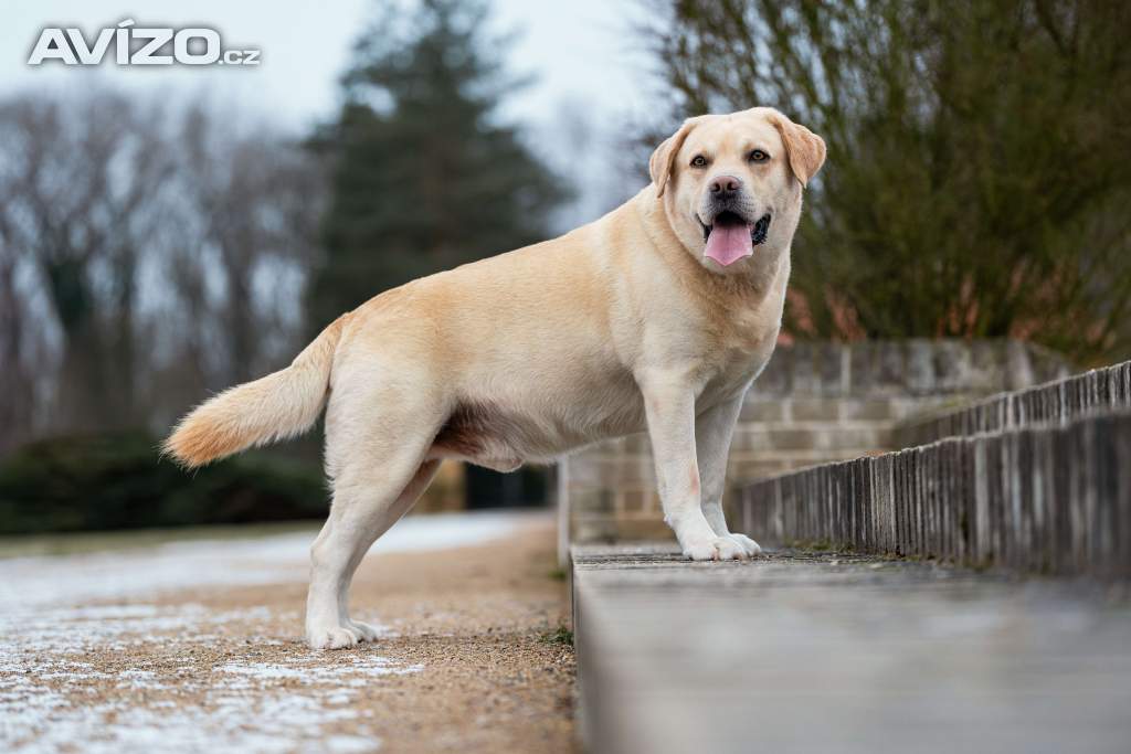 Foto inzerátu Krytí Labradorský Retriever s PP