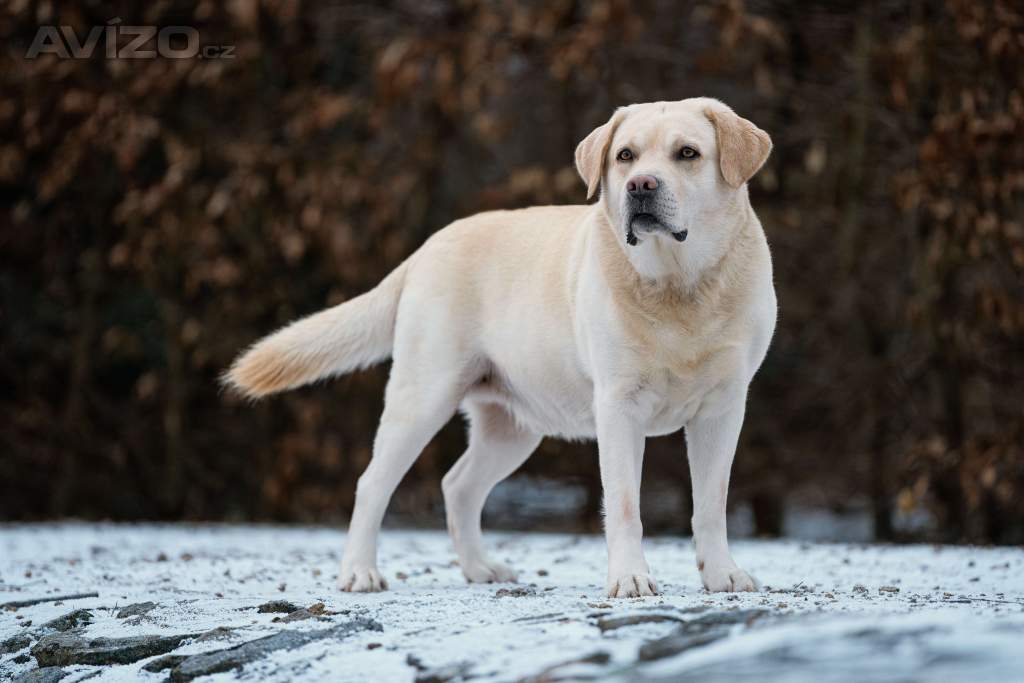 Foto inzerátu Krytí Labradorský Retriever s PP