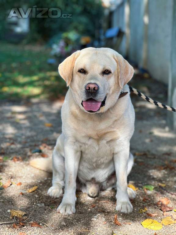 Foto inzerátu Krytí Labradorský Retriever s PP