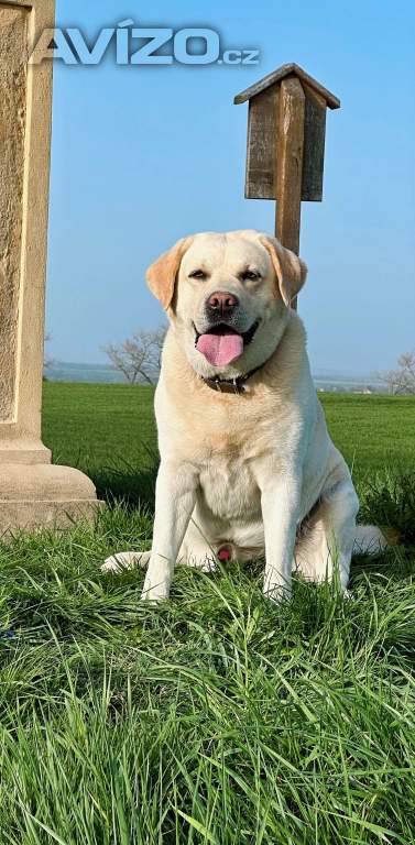 Foto inzerátu Krytí Labradorský Retriever s PP