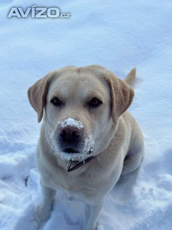 Foto inzerátu Krytí Labradorský Retriever s PP