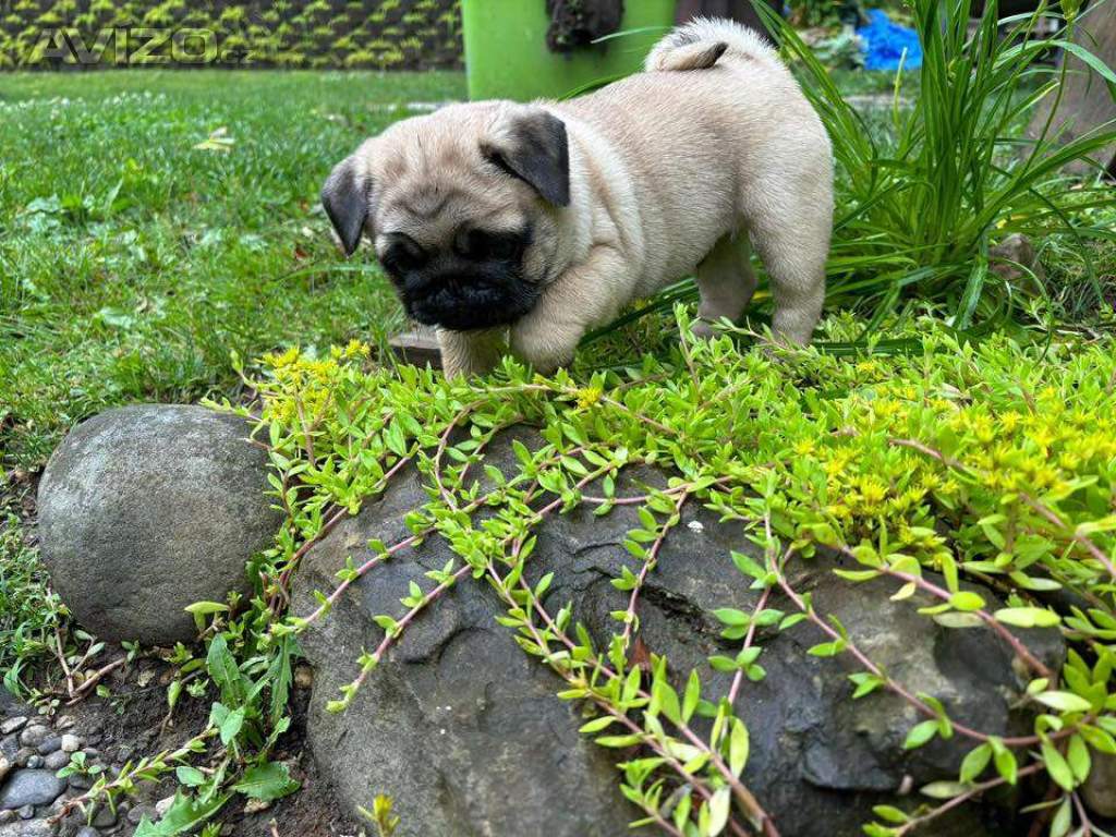 Foto inzerátu Prodávám mopslíky