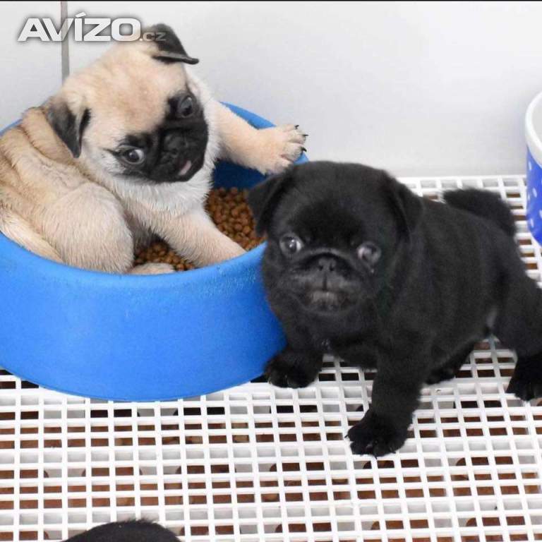 Foto inzerátu Prodávám mopslíky